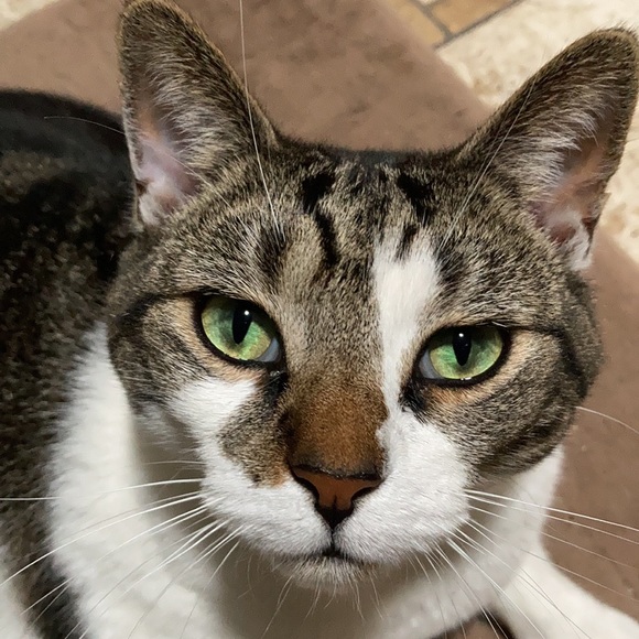 Meet your Posher, Anne - Picture 1 of 2